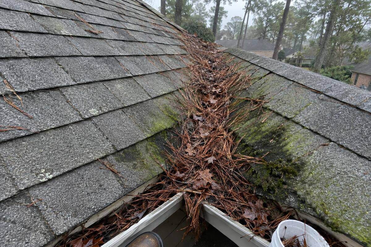 A roof valley packed with wet pine needles and leaves, algae streaks on the shingles beside it