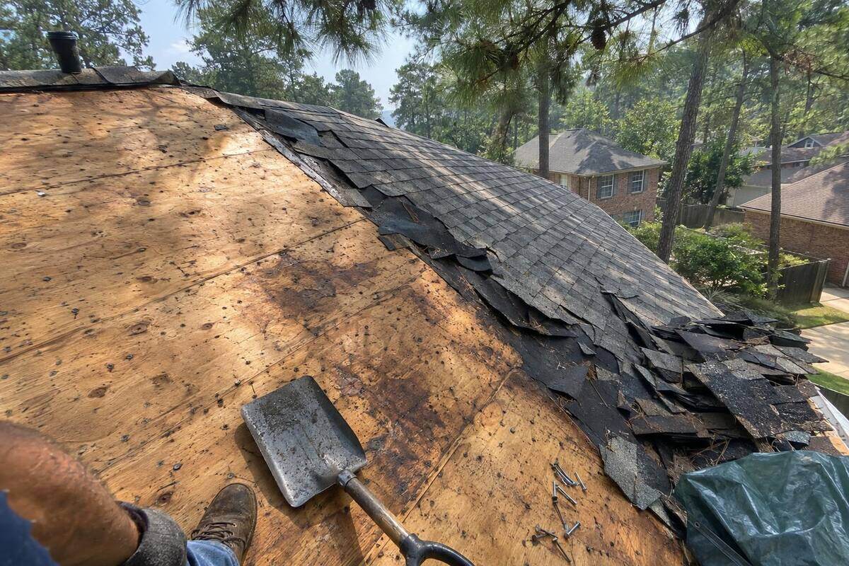 A roof slope half stripped to plywood decking, old shingles piled toward the eave, pines overhead